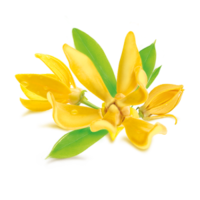 Cananga odorata